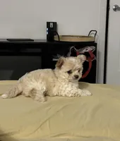 Rosie, a female Chihuahua for sale in Houston, TX – Photo 6 of 7