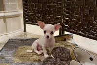Bambi, a female Chihuahua for sale in Houston, TX – 3 of 4