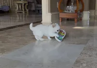 Mika, a female Chihuahua for sale in Houston, TX – Photo 3 of 10