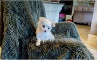 Mika, a female Chihuahua for sale in Houston, TX – Photo 10 of 10