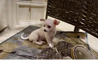 Bambi, a female Chihuahua for sale in Houston, TX – 4 of 4