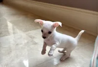 Snow white, a female Chihuahua for sale in Houston, TX – 4 of 6