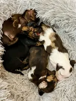 Boy 1, a male Miniature Dachshund for sale in Batesburg, SC – 2 of 3