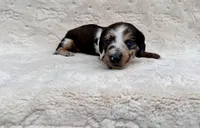 Toby , a male Miniature Dachshund for sale in Batesburg, SC – 4 of 6