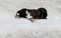 Toby , a male Miniature Dachshund for sale in Batesburg, SC – 5 of 6