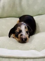 Boy 1, a male Miniature Dachshund for sale in Batesburg, SC – 1 of 3