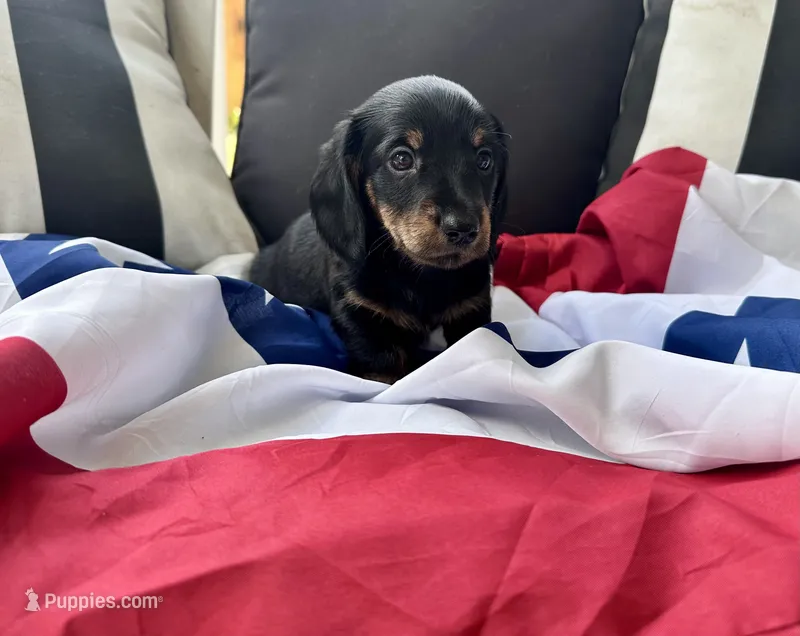 Ollie – Miniature Dachshund puppy for sale in Batesburg, SC