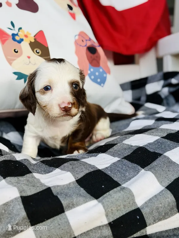 Gus – Miniature Dachshund puppy for sale in Batesburg, SC