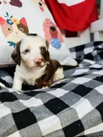 Gus, a male Miniature Dachshund for sale in Batesburg, SC – 1 of 4