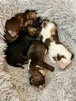Boy 1, a male Miniature Dachshund for sale in Batesburg, SC – 3 of 3