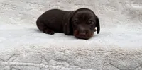 Boone, a male Miniature Dachshund for sale in Batesburg, SC – 4 of 5