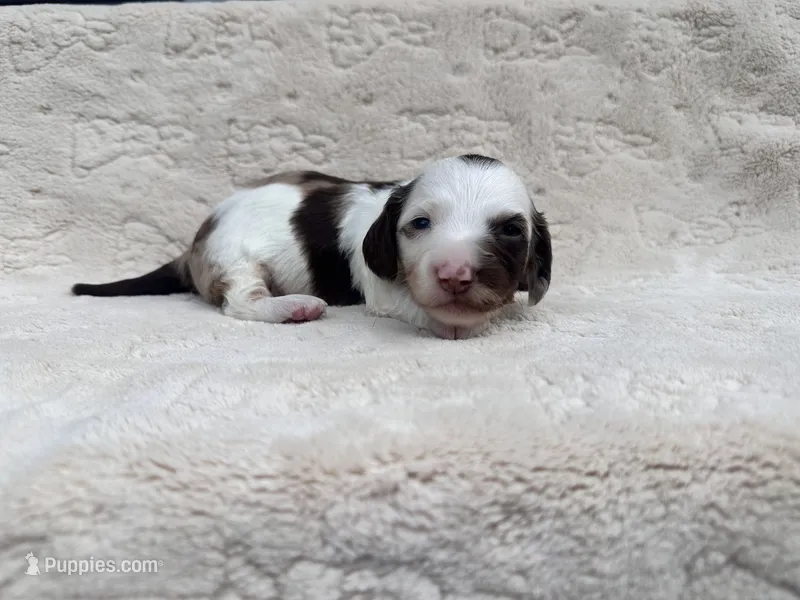 Silky wire boy – Miniature Dachshund puppy for sale in Batesburg, SC