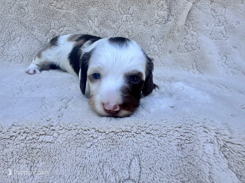 Gus – Miniature Dachshund puppy for sale in Batesburg, SC