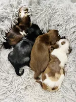 Boy 2, a male Miniature Dachshund for sale in Batesburg, SC – 3 of 3