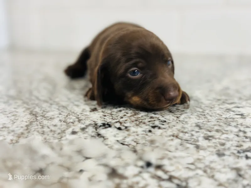 Boy 3 – Miniature Dachshund puppy for sale in Batesburg, SC