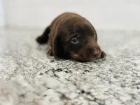 Boy 3, a male Miniature Dachshund for sale in Batesburg, SC – 1 of 2