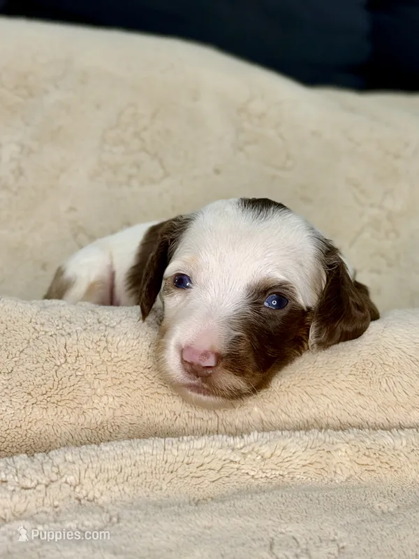 Silky wire boy – Miniature Dachshund puppy for sale in Batesburg, SC