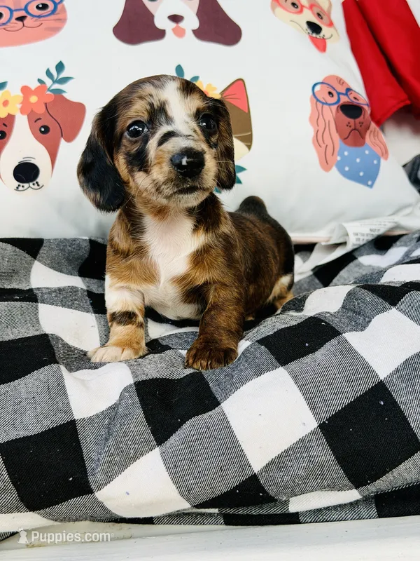 Toby  – Miniature Dachshund puppy for sale in Batesburg, SC