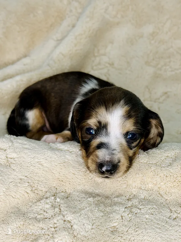 Toby  – Miniature Dachshund puppy for sale in Batesburg, SC