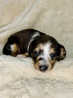 Toby , a male Miniature Dachshund for sale in Batesburg, SC – 1 of 6