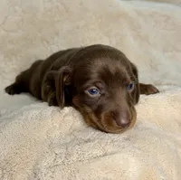 Boone, a male Miniature Dachshund for sale in Batesburg, SC – 2 of 5