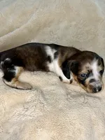 Toby , a male Miniature Dachshund for sale in Batesburg, SC – 2 of 6