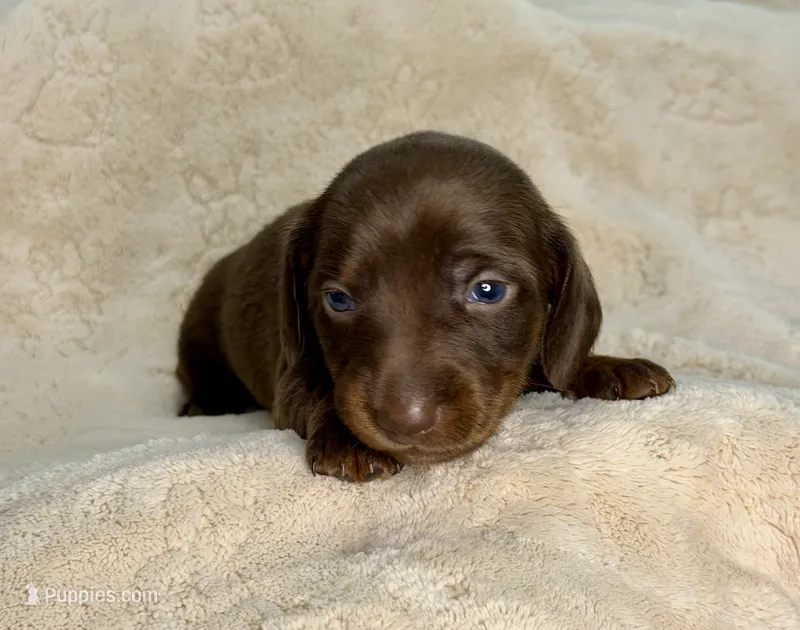 Boone – Miniature Dachshund puppy for sale in Batesburg, SC