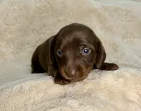Boone, a male Miniature Dachshund for sale in Batesburg, SC – 1 of 5
