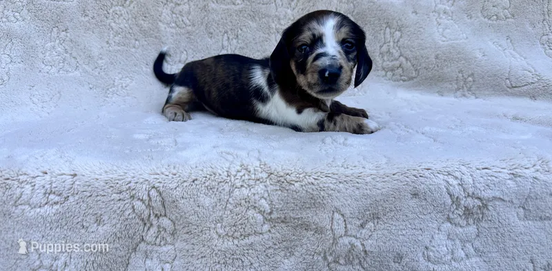 Toby  – Miniature Dachshund puppy for sale in Batesburg, SC