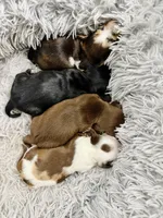 Boy 3, a male Miniature Dachshund for sale in Batesburg, SC – 2 of 2