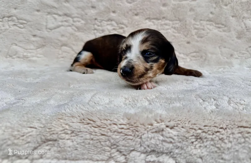 Boy 1 – Miniature Dachshund puppy for sale in Batesburg, SC