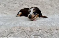 Toby , a male Miniature Dachshund for sale in Batesburg, SC – 3 of 6