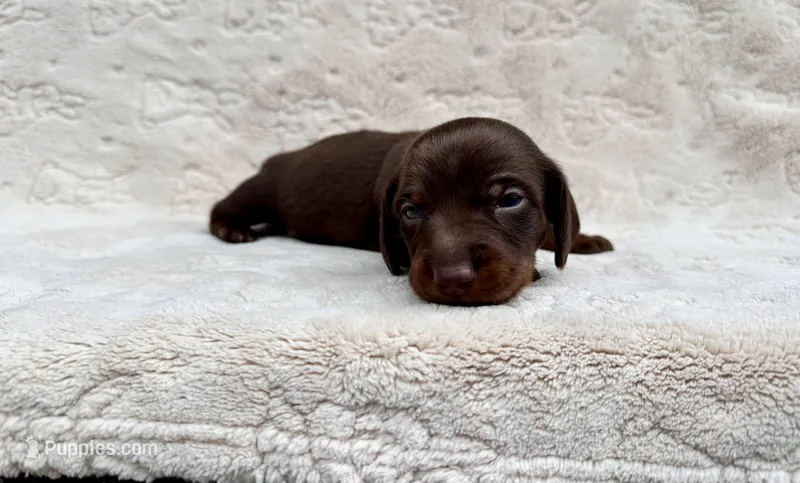 Boy 3 – Miniature Dachshund puppy for sale in Batesburg, SC