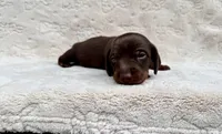 Boone, a male Miniature Dachshund for sale in Batesburg, SC – 3 of 5
