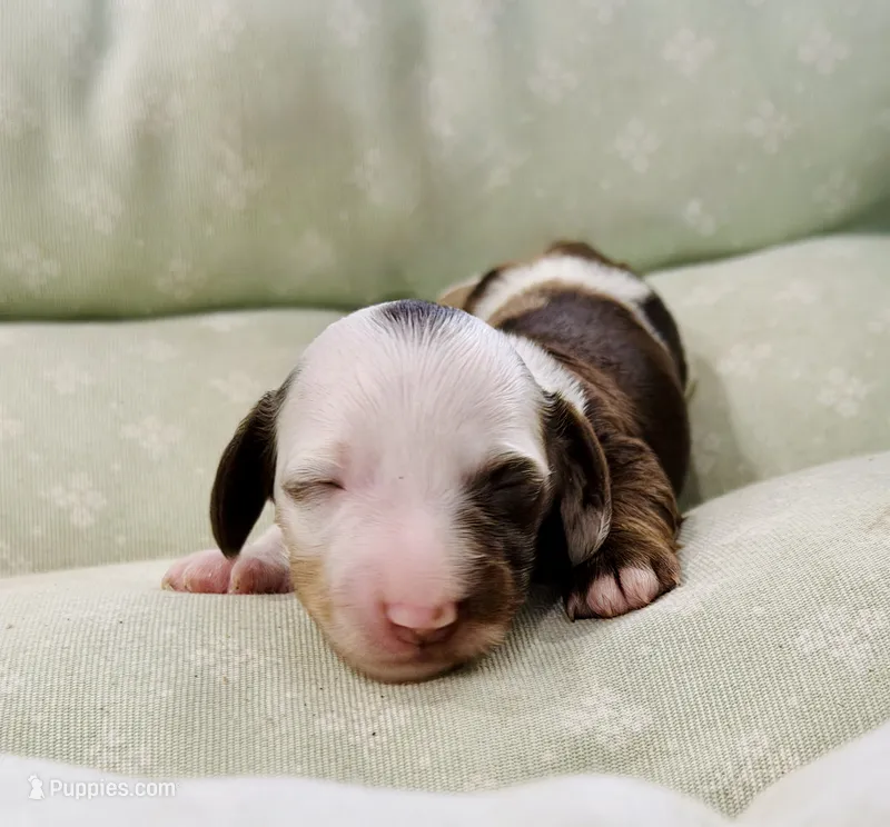 Boy 2 – Miniature Dachshund puppy for sale in Batesburg, SC