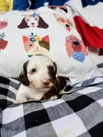 Gus, a male Miniature Dachshund for sale in Batesburg, SC – 3 of 4