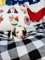 Gus, a male Miniature Dachshund for sale in Batesburg, SC – 2 of 4