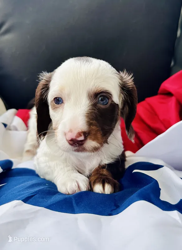 Gus – Miniature Dachshund puppy for sale in Batesburg, SC