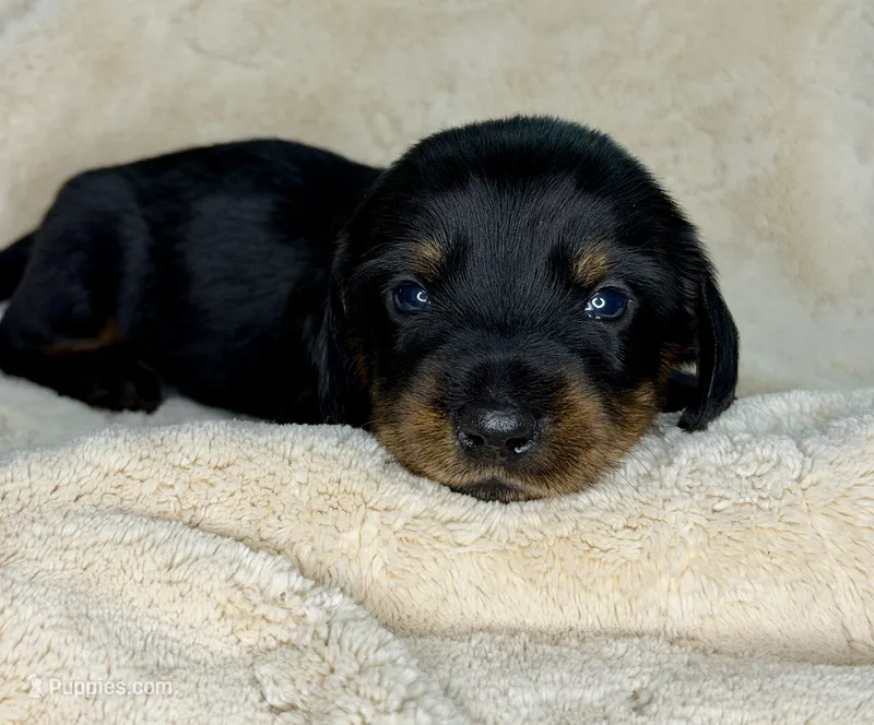 Theo – Miniature Dachshund puppy for sale in Batesburg, SC