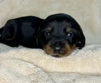Theo, a male Miniature Dachshund for sale in Batesburg, SC – 1 of 2
