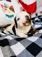 Gus, a male Miniature Dachshund for sale in Batesburg, SC – 4 of 4