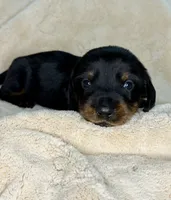 Theo, a male Miniature Dachshund for sale in Batesburg, SC – 2 of 2
