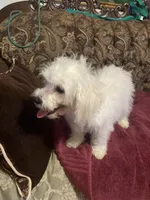 Rosie, a female Poodle - Miniature  for sale in Fresno, CA – 7 of 8