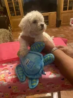 Maya, a female Poodle - Toy  for sale in Fresno, CA – 2 of 5