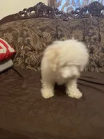 Bruno, a male Poodle - Miniature  for sale in Fresno, CA – 4 of 10