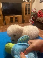 Rocky, a male Poodle - Toy  for sale in Fresno, CA – 4 of 5