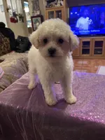 Cloe, a female Poodle - Toy  for sale in Fresno, CA – Photo 2 of 7