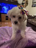 Cloe, a female Poodle - Toy  for sale in Fresno, CA – Photo 4 of 7