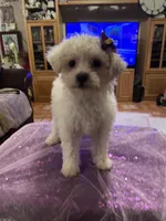 Cloe, a female Poodle - Toy  for sale in Fresno, CA – Photo 1 of 7