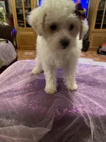 Cloe, a female Poodle - Toy  for sale in Fresno, CA – Photo 3 of 7